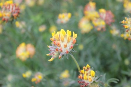 kidney vetch