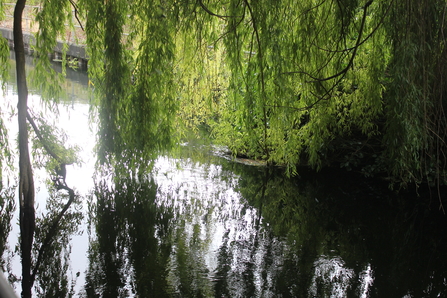 Patterns of light and shadow under a weeping willow 