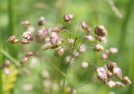 close up of quaking grass