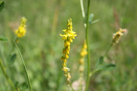 Tall melilot - yellow flower in field