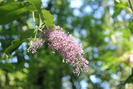 Purple buddleja in flower