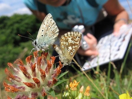 butterflies with clipboard in background