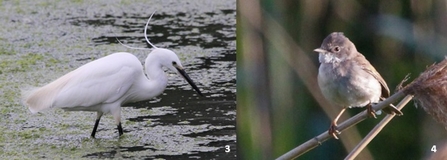 Little egret and white throat