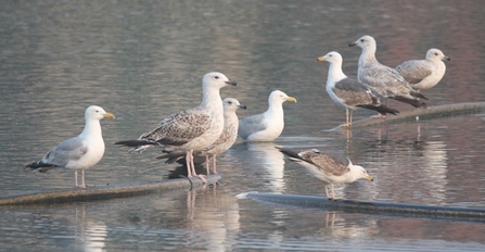 Gulls perched on ledge in reservoir