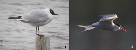 sandwich and common tern