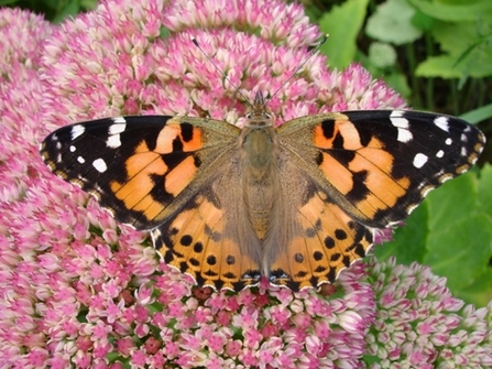 Painted lady butterfly on flower
