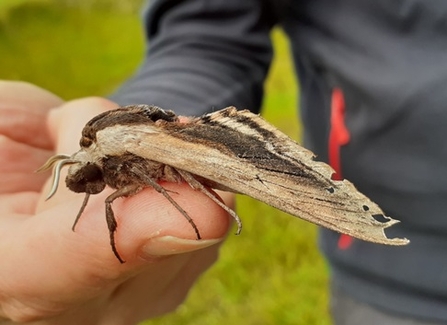 Privet hawk moth perched on person's finger