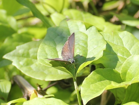 Purple hairstreak butterfly on leaf