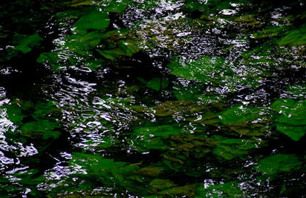 water plants in the water