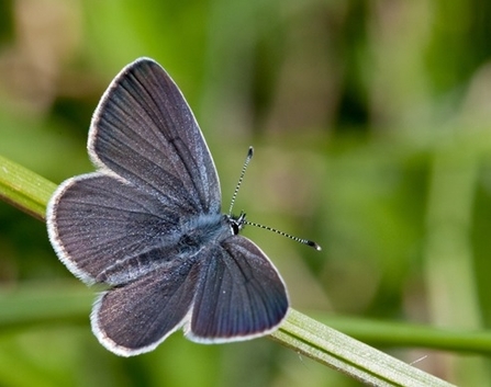 close up of a small blue butterfly
