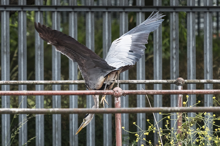 Heron dives from railing