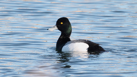 Scaup on the water