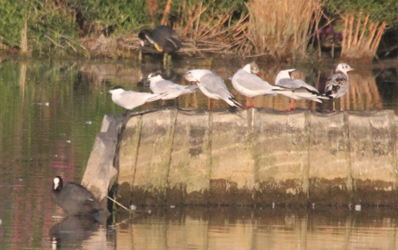 Sandwich terns