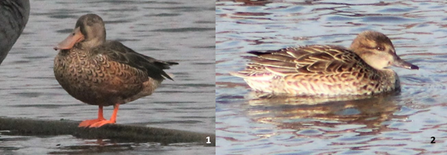 Shoveler and teal