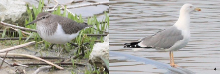 Common sandpiper and yellow-legged gull