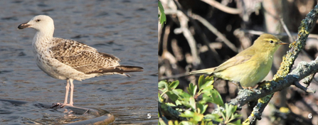 Great black-backed gull & willow warbler