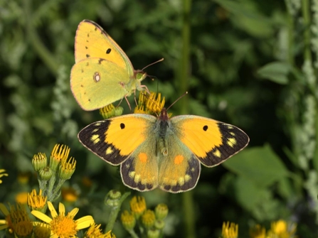 two clouded yellow butterflies on a flower