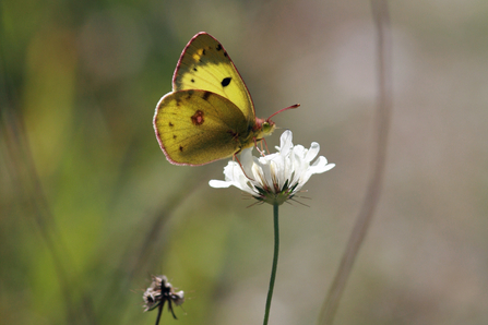 Clouded yellow on flower