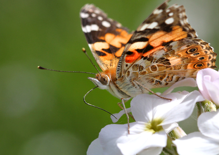 Painted lady butterfly on flower