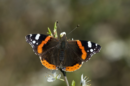 Red admiral butterfly on stalk
