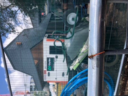 Common darter overlooking the construction site