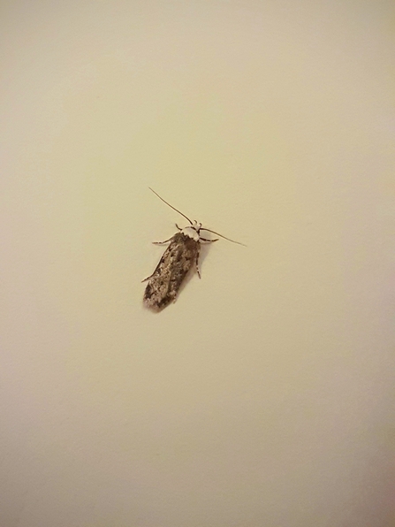 White-Shouldered House Moth (Endrosis sarcitrella)