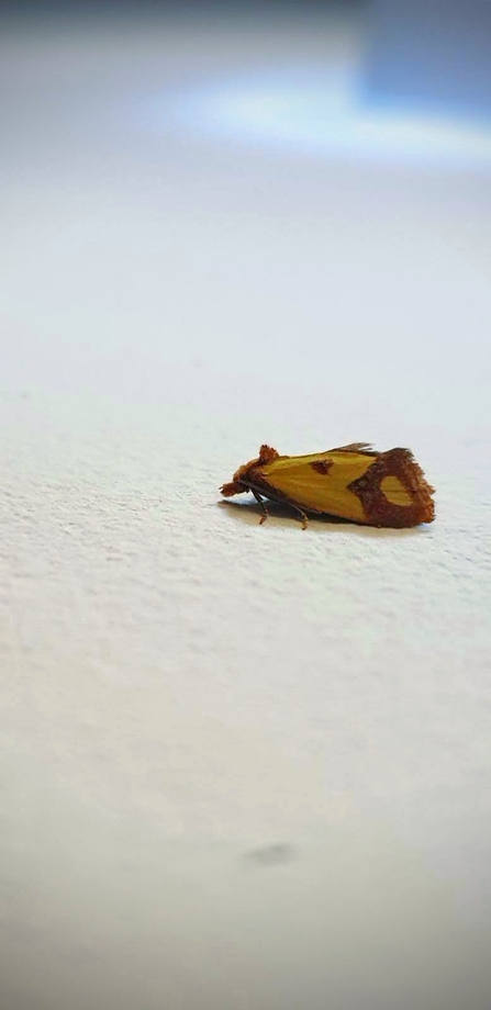 Knapweed Conch Moth (Agapeta zoegana)