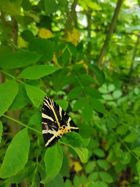  Jersey Tiger Moth (Euplagia quadripunctaria)