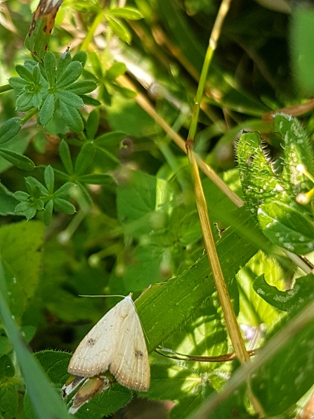 Straw Dot Moth (Rivula sericealis)
