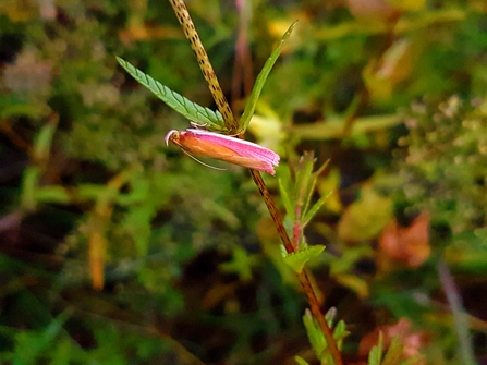 Rosy striped