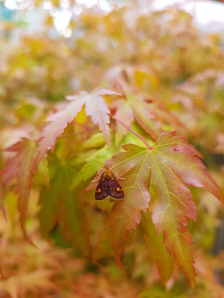 Mint Moth (Pyrausta purpuralis)