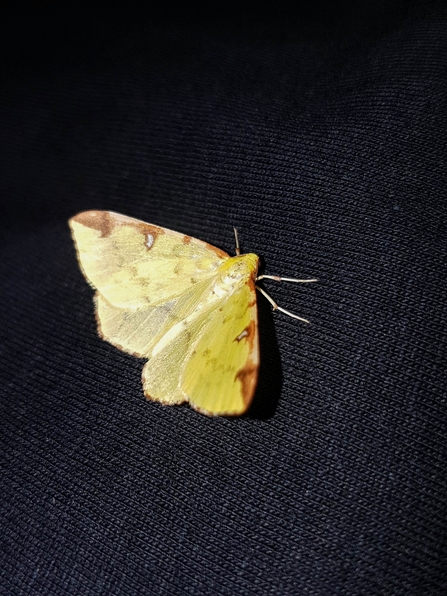 Brimstone moth (Opisthograptis luteolata)