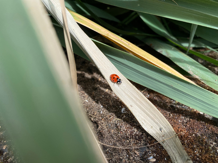 7-spotted ladybird