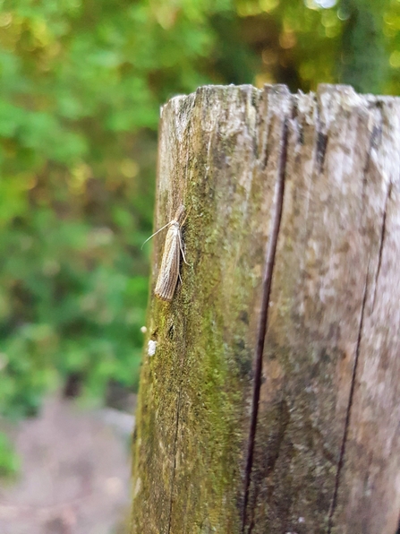 Straw Grass Veneer Moth 