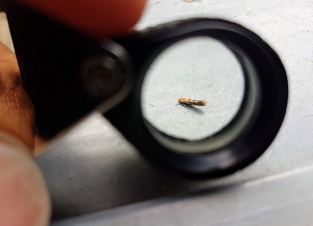 Horse-Chestnut Leaf Miner (Cameraria oridella)