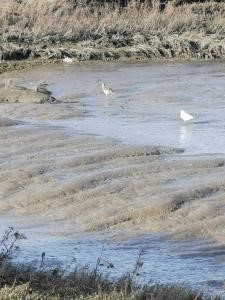 Curlew