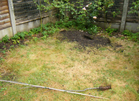 Dug up apple tree