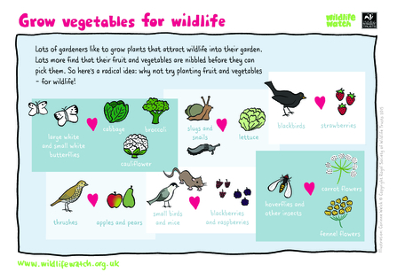 Grow veg for wildlife