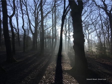 Dulwich Wood in the mist