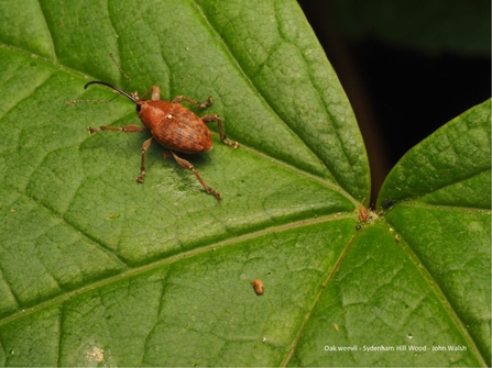 Oak weevil on leaf