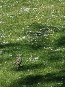 mistle thrush