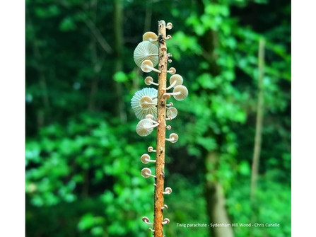 Twig parachute fungus in a forest