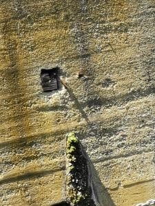 Sand martin