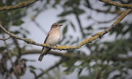 Spotted flycatcher on branch