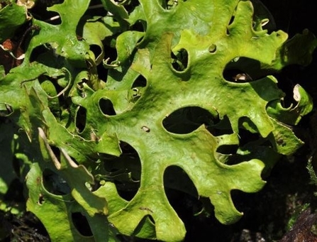 Sticta canariensis (green-algal morph) 