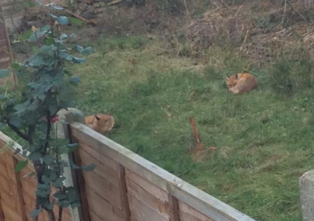 Two sleepy red foxes next door credit Robert Batey