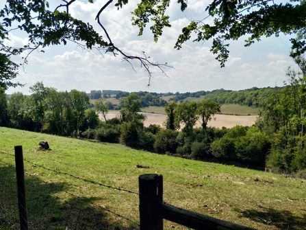 Chalk Grassland in Biggin Hill, Bromely