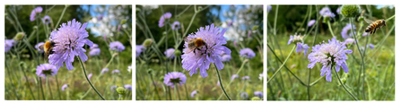Bee on scabious