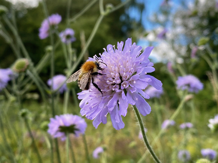 Bee on scabious