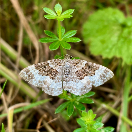 common carpet moth